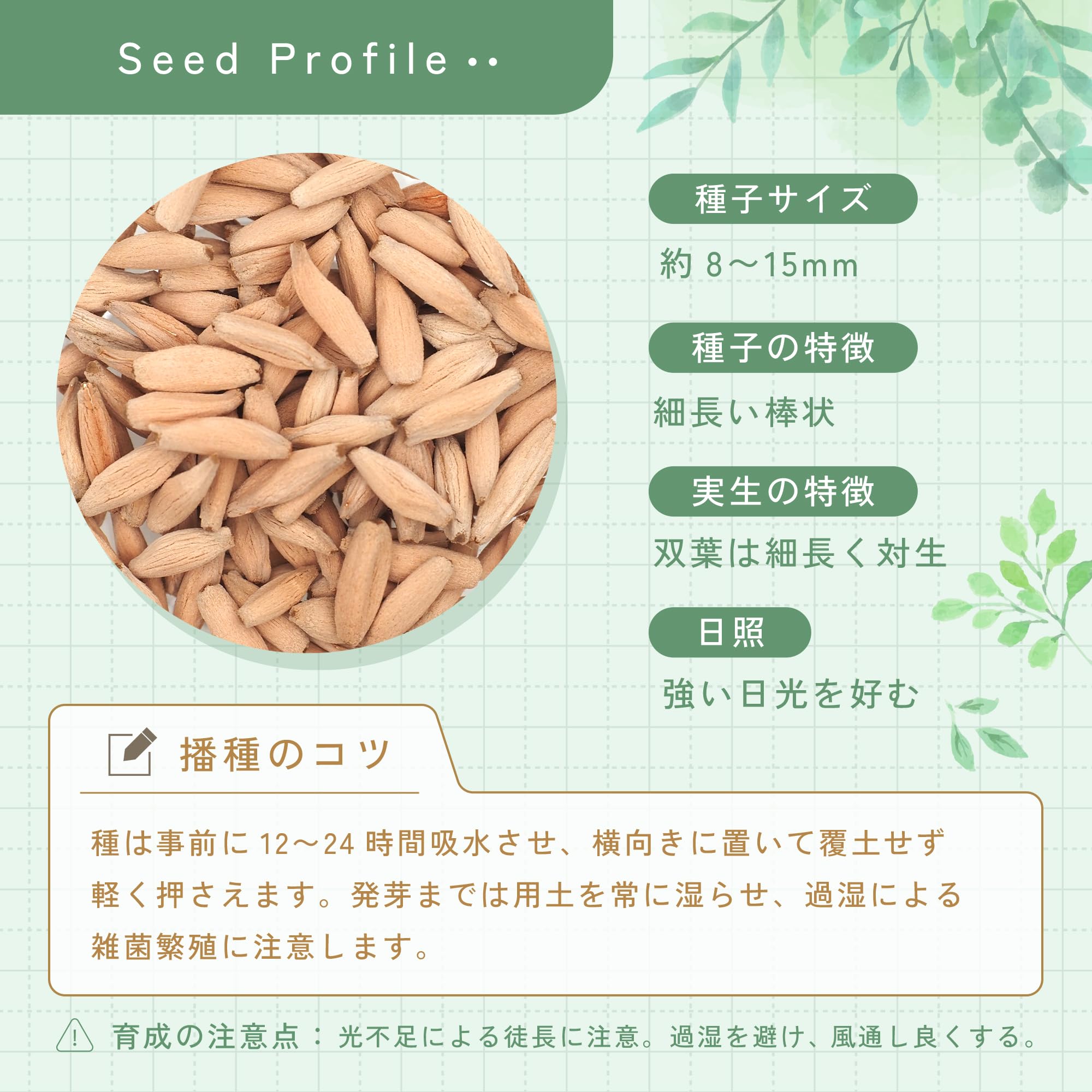 Amazon.co.jp: SEEDSTOCK アデニウム アラビカム イエメン Adenium
