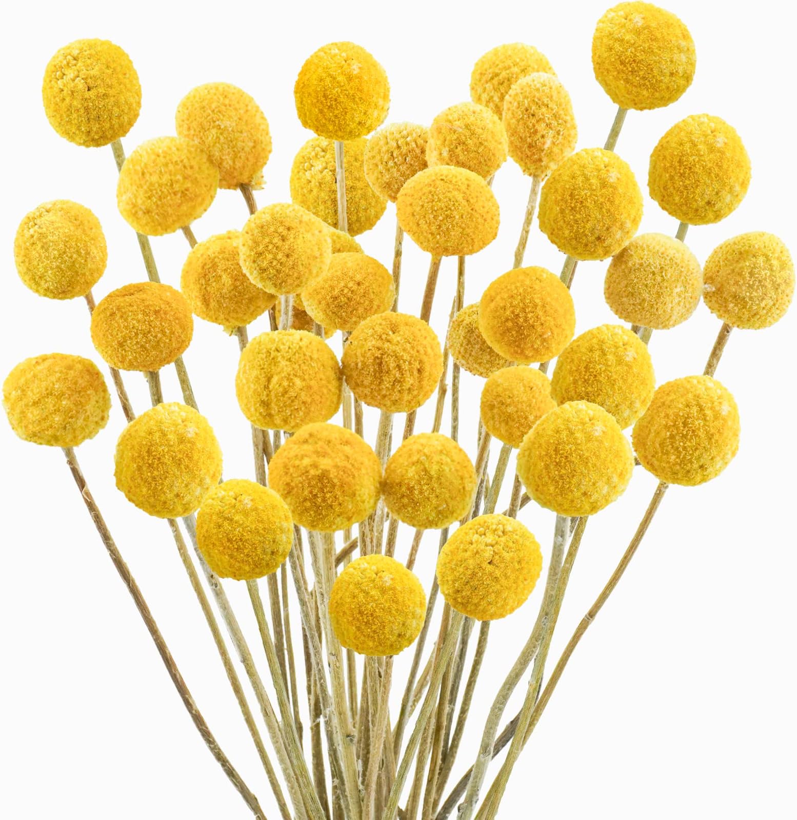 - Uieke 30Pcs Natural Dried Flowers Craspedia Billy Balls Flowers Billy Buttons Floral Bouquet for Flower Arrangements Wedding Home Tall Vase Decor Yellow
