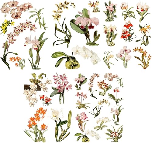 Redoute - Calcomanías de pared con diseño de orquídeas, flores vintage, removibles, de tamaño real, de vinilo colorido, pintura vintage, flores,