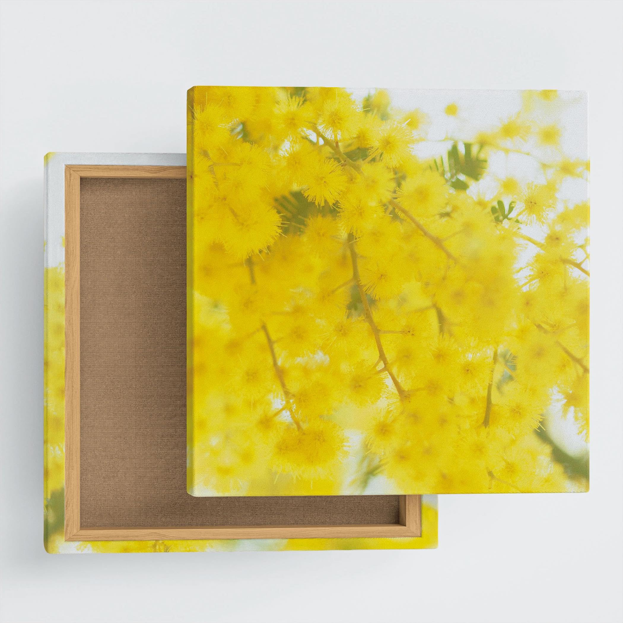 Mimosa Flower Poster Panel, 30×30cm