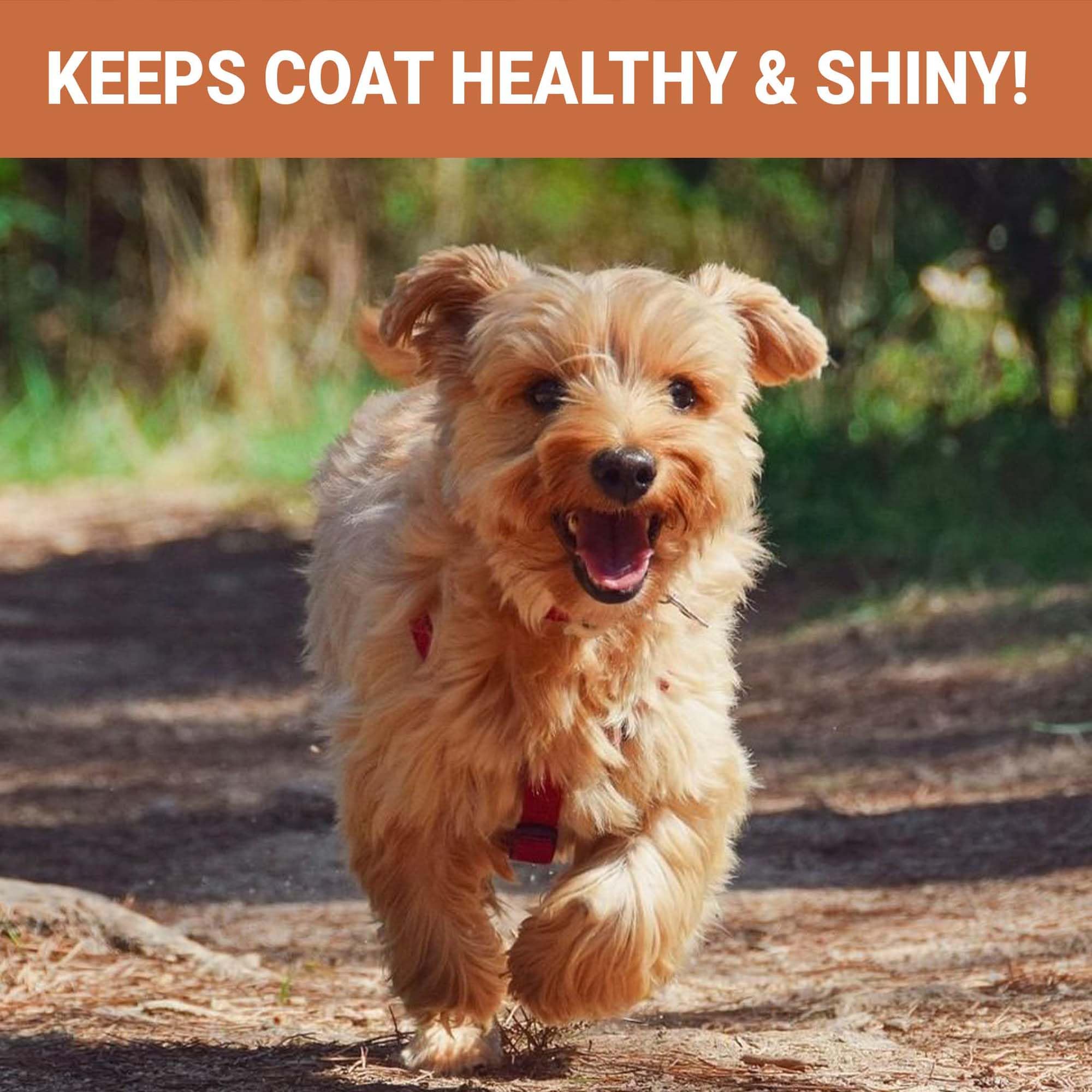 SKIPPER'S Cold Pressed Salmon Oil for Dogs & Cats, 100% Fresh Icelandic Omega 3 & 6 Oil Supplement, Supports Skin and Coat - Image 4