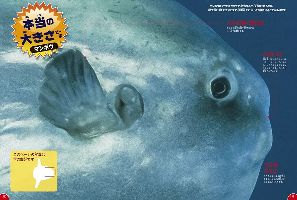 Amazon.co.jp: 【DVD付】魚 (学研の図鑑LIVE) 3歳~小学生向け