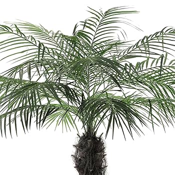 光触媒　人工観葉植物　フェイクグリーン　フェニックス パーム2本立 光触媒 人工観葉植物 フェイクグリーン フェニックス パーム2