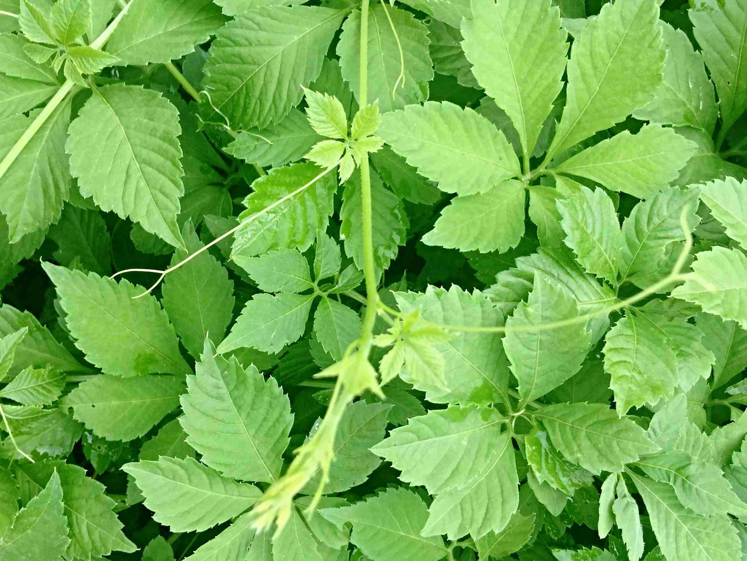Jiaogulan Samen, Gynostemma pentaphyllum