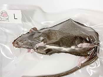 個包装 冷凍ラット 200匹セット 100~130g 個包装 冷凍ラット 200匹セット 100~130g 個包装 冷凍ラット 200匹