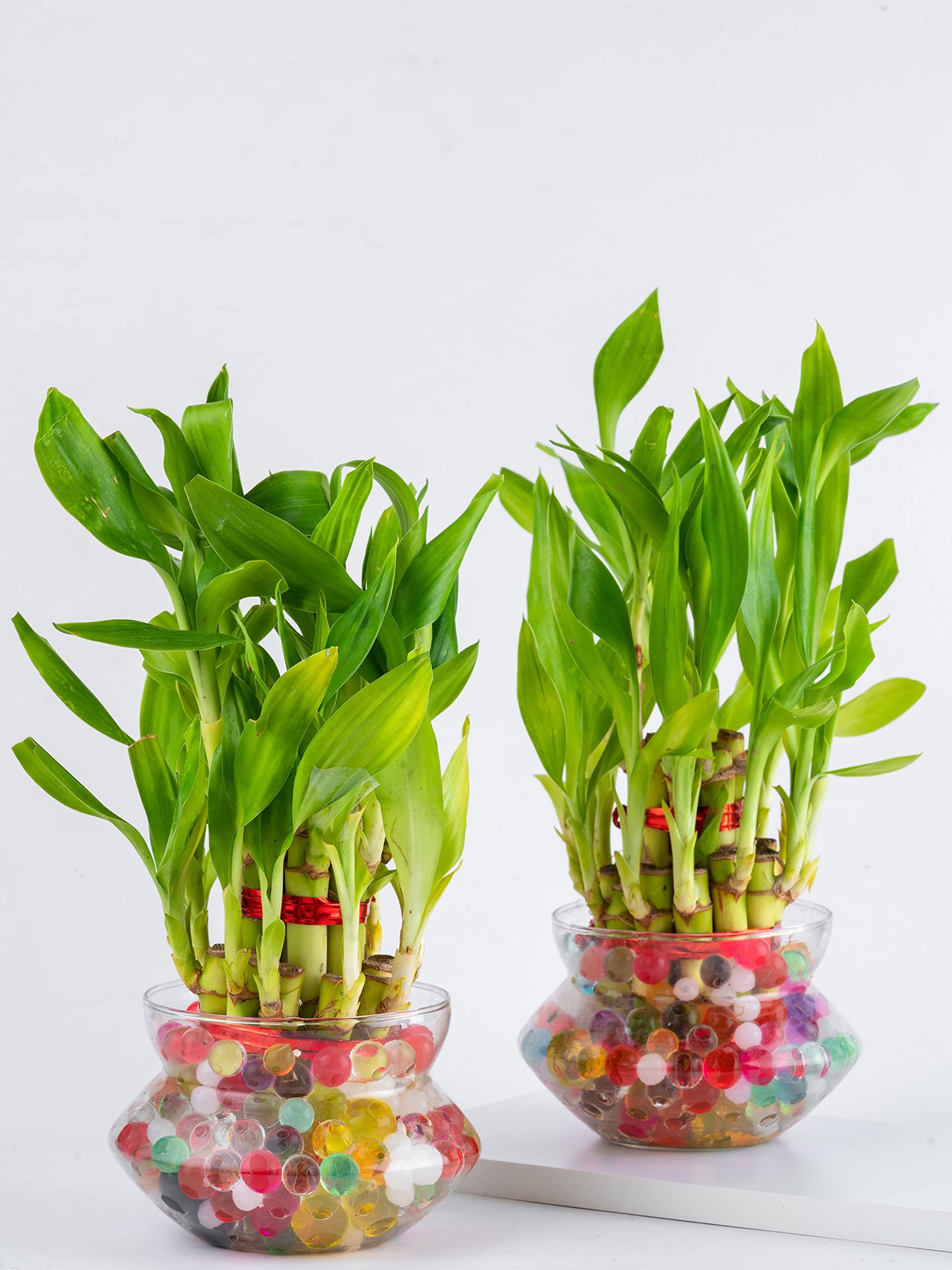 Nurturing Green® Combo of 2 Lucky Bamboo Plants in 4 Inch Wide Glass Pot (Small: 2-Layer Bamboo) | Living Room Plants | Indoor Plants (B07SZ73XG9) Amazon Price History, Amazon Price Tracker