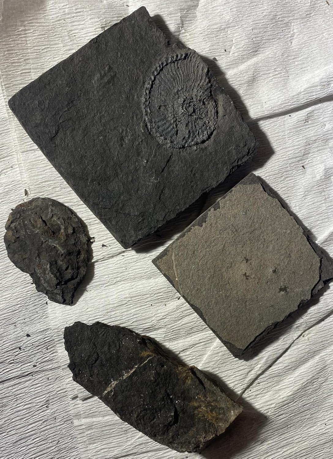 4pc Fine Ammonite Fossils from Ordovician to Late Cretaceous