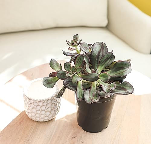 Miniatura 11 de Suculentas Echeveria de 1 cuarto de galón, 4 unidades, suculentas vivas recuerdos de fiesta en macetas suculentas, plantas suculentas vivas plantas