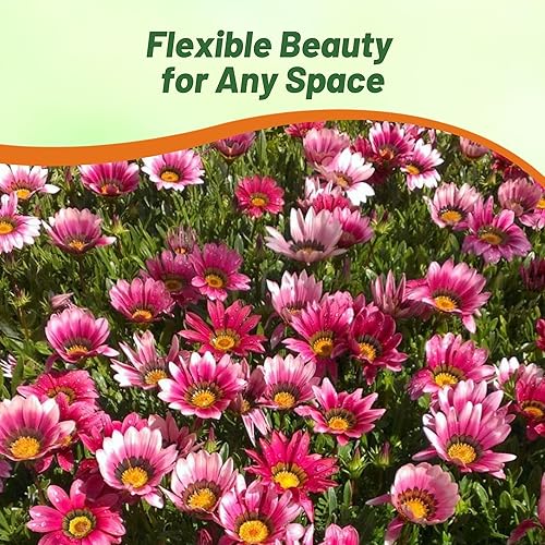 Miniatura 5 de Outsidepride New Day Pink Gazania Semillas para plantar  50 piezas de semillas perennes, de bajo mantenimiento, tolerantes a la sequía para flores