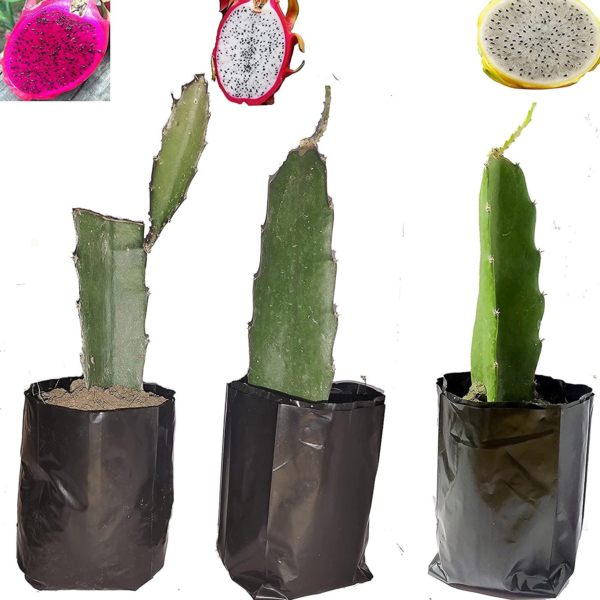 See full amazon price history chart for TAPOBON Combo Red,White & Yellow Dragon Fruit Cutting/Grafted Fruit Live Plant (1-2 Feet Height) TAPOBON Combo Red,White & Yellow Dragon Fruit Cutting/Grafted Fruit Live Plant (1-2 Feet Height) (B0CM15JLYV) Amazon Price History, Amazon Price Tracker