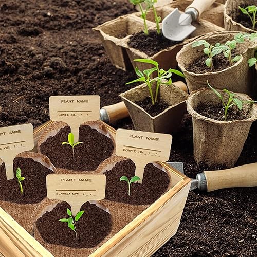 Miniatura 7 de Kit de inicio de 4 para interiores con kit completo de jardinería y caja de madera, que se convierte en margarita Shasta, aciano, girasol, zinnia