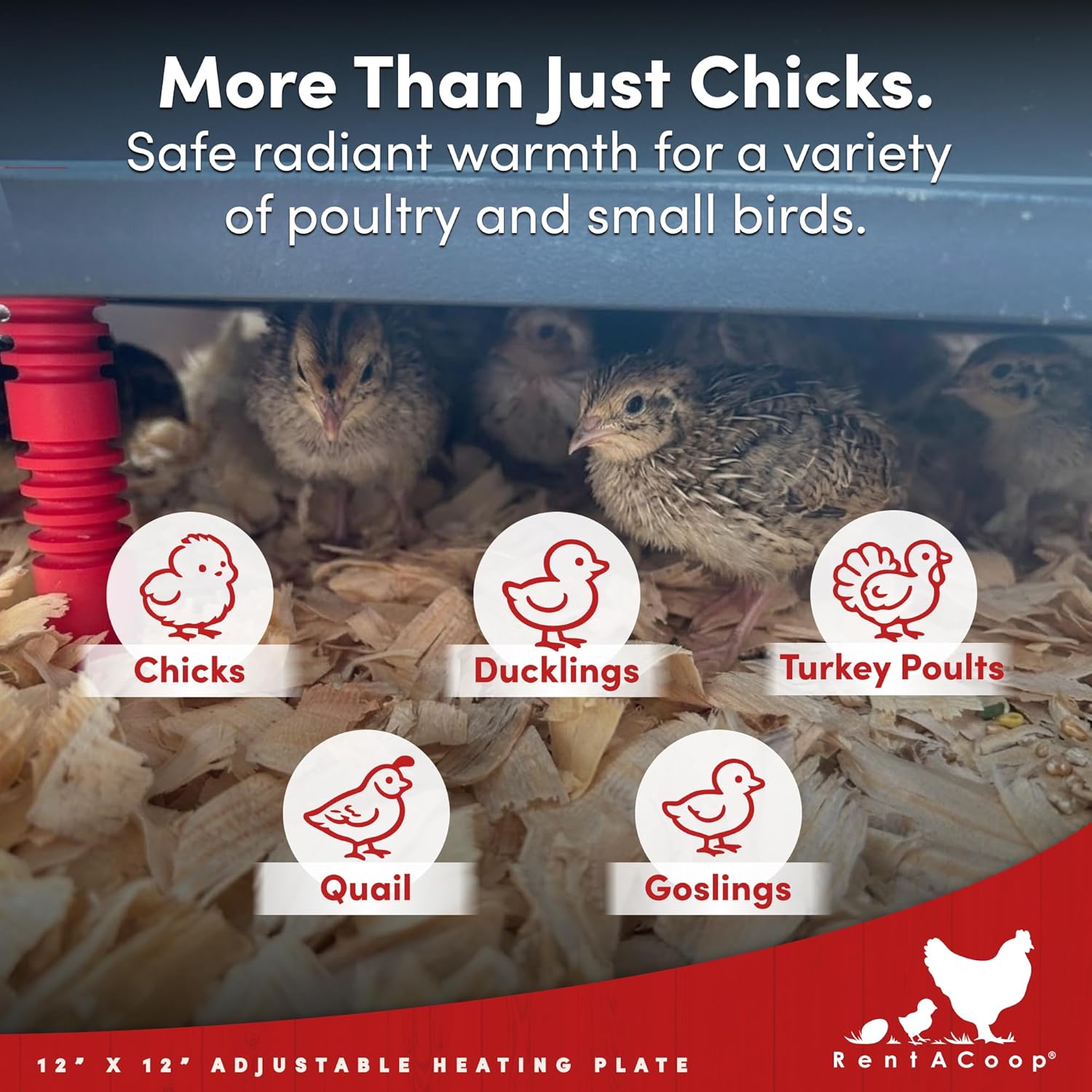 RentACoop 12x12” Adjustable Heating Plate with Bonus Foldable Anti-Roost Cone for up to 20 Chicks | Chick Brooder Heat Plate – Energy-Efficient 22-Watt Chick Heater - Safer Than Heat Lamps