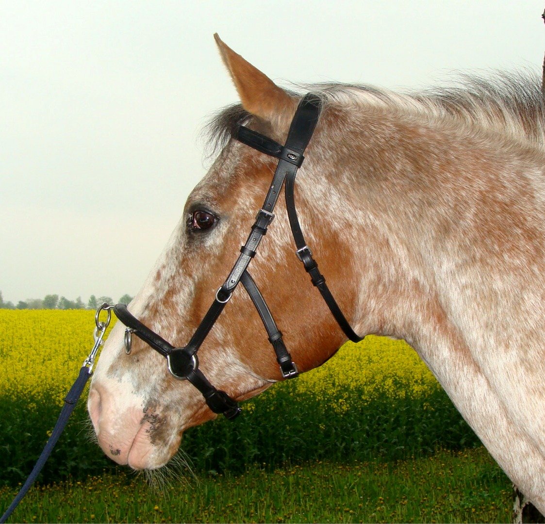 Horka Cavecon, französisch-iberischer Kappzaum, Warmblut