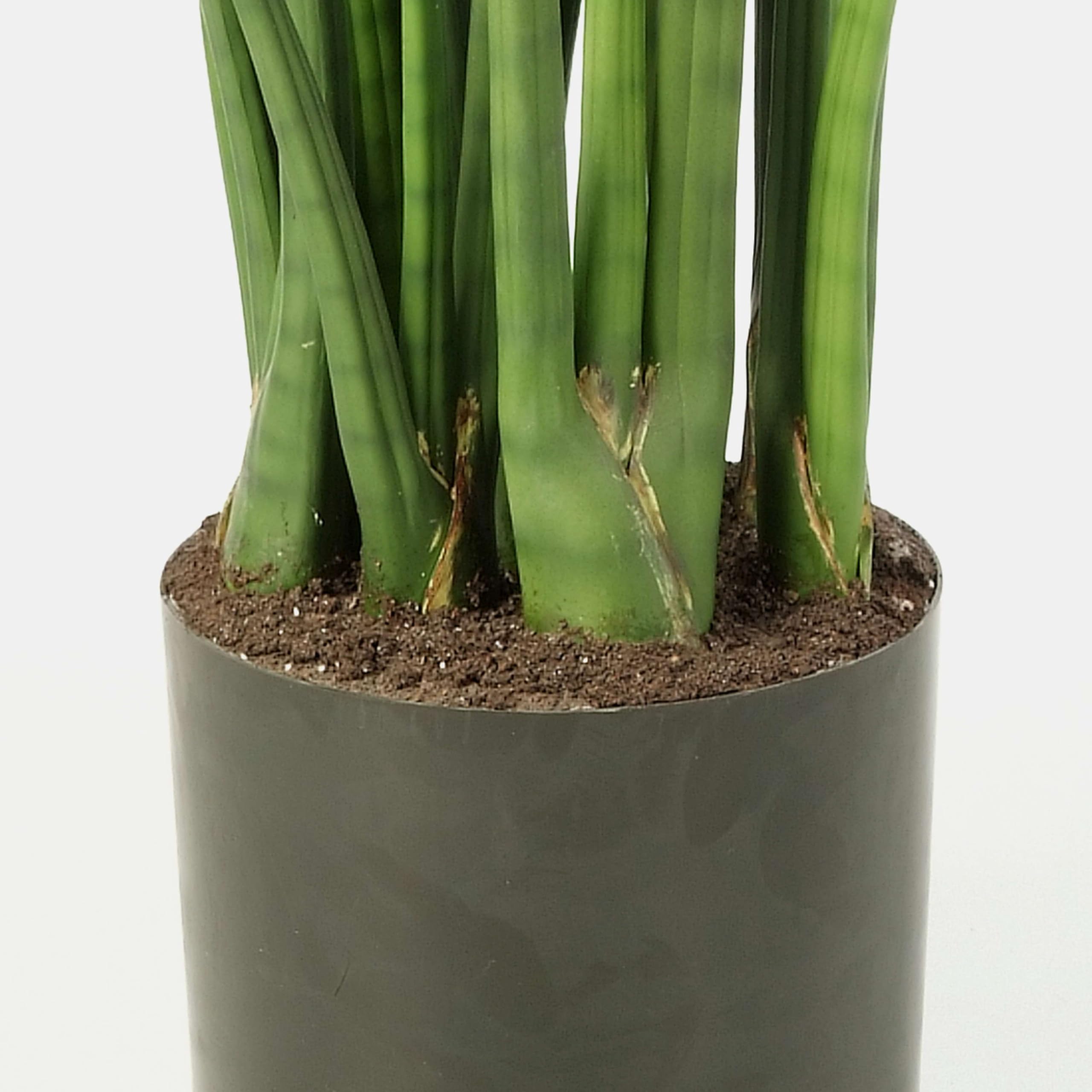anthurium potted Anthurium 'Fingers' for Sale – Logee's Plants main image 1