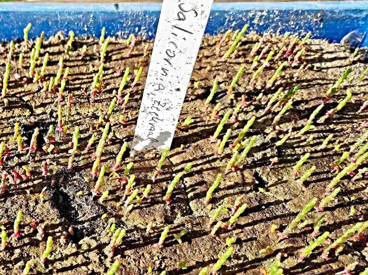 Meeresspargel Samen, Salicornia, Queller, Zeekraal, sehr lecker (10.000 Samen)