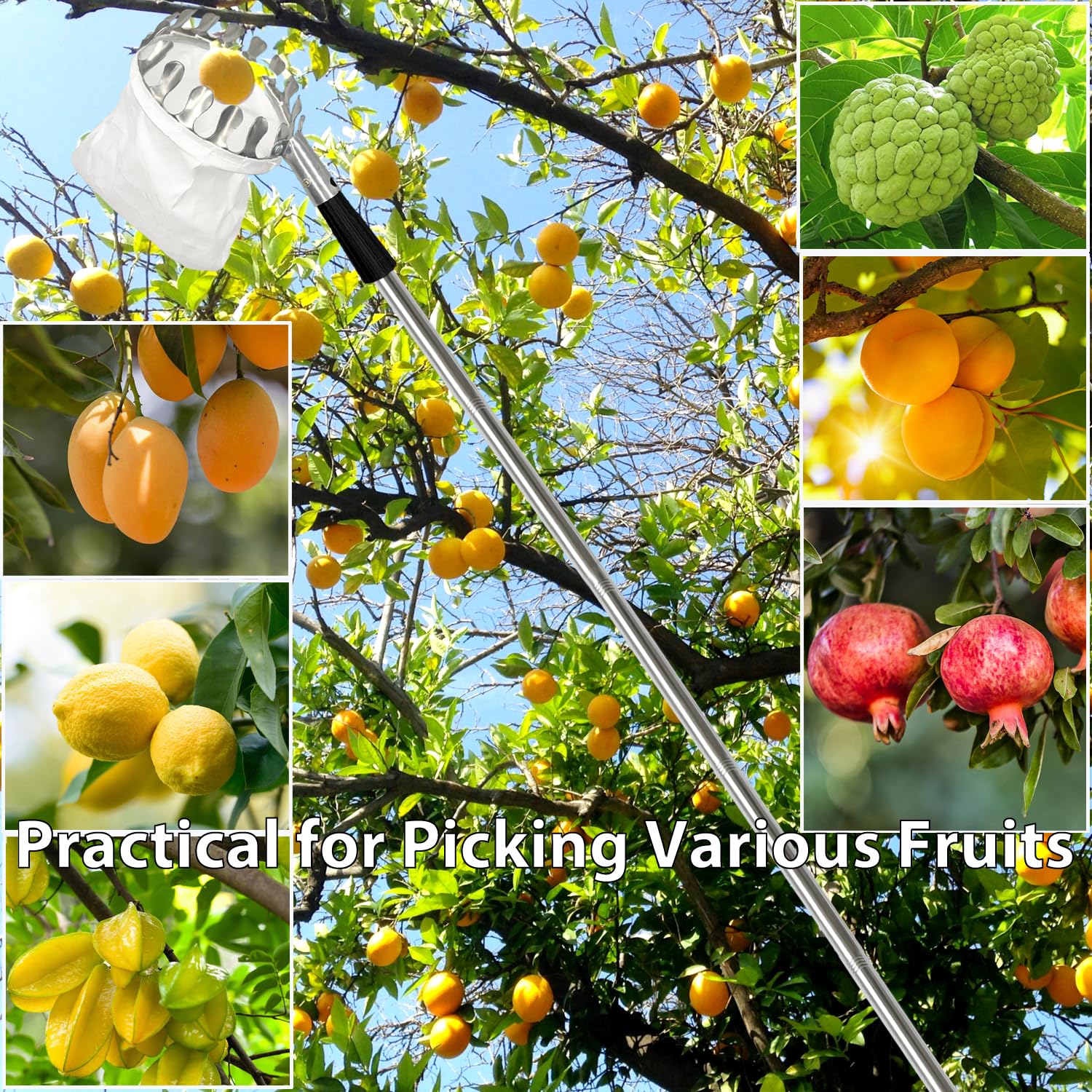 Obstpflücker mit Teleskopstiel,Jusduit 3.2M Apfelpflücker Obstpflücker mit Stoffbeutel,Obstgreifer Einfach zu Montieren,Kirschpflücker,Obstsammler für Ernteernte Apfel Orangen Pfirsichbirne Kirschen