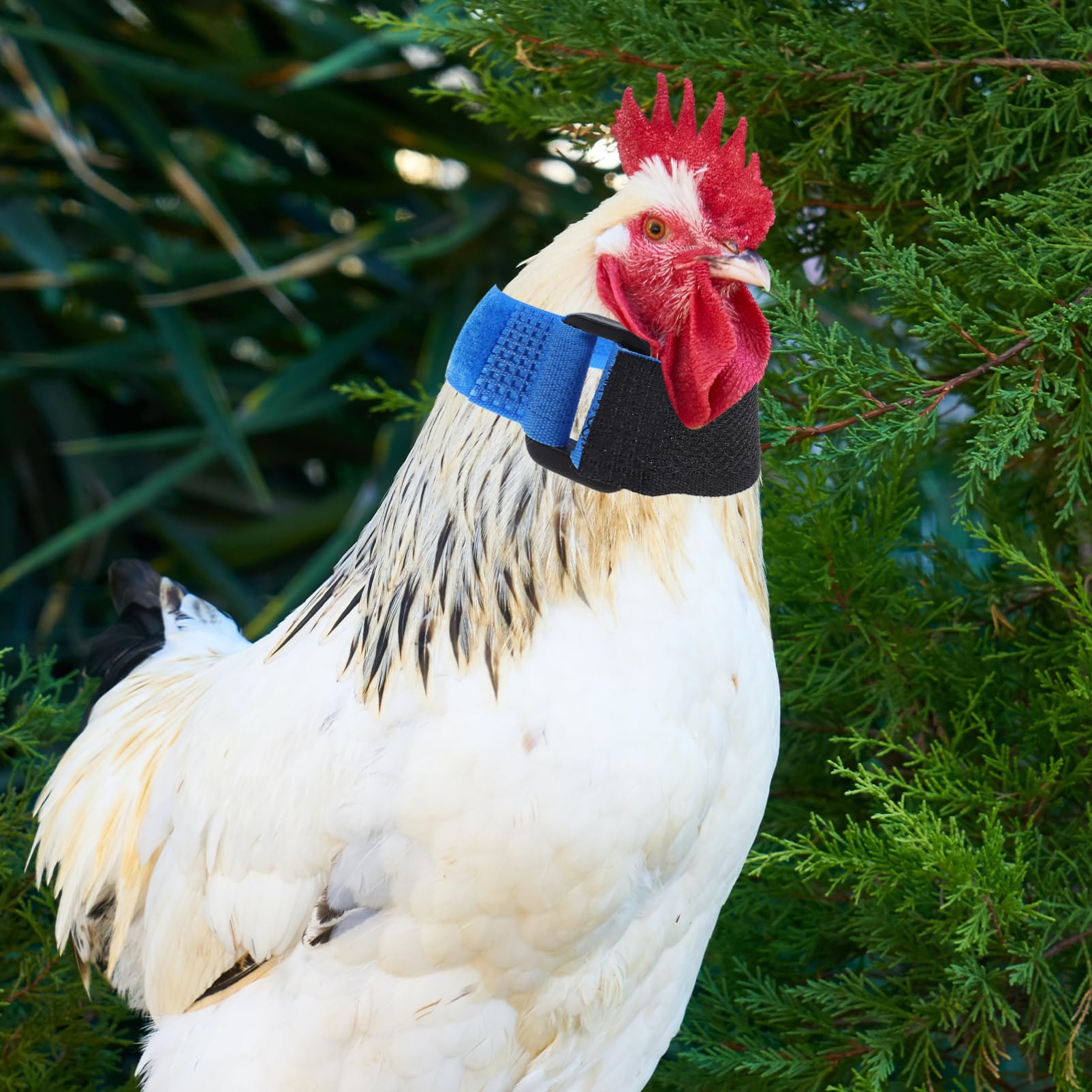 Amazon | GANAZONO 2個 いいえ カラス 首輪 いいえ ノイズ 首 ベルト