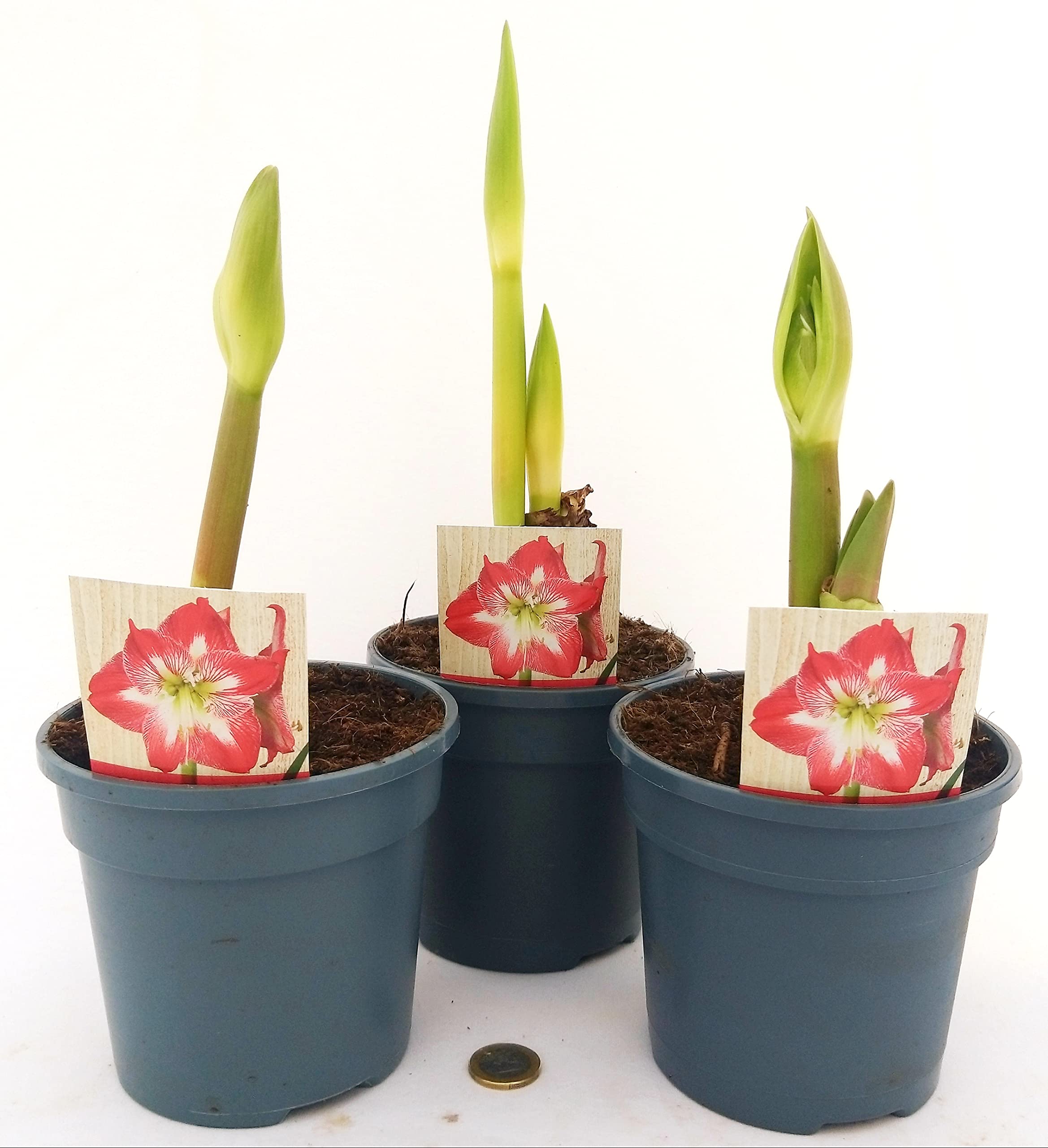 POWERS TO FLOWERS - AMARYLLIS BICOLORE, 3 PIANTE, piante vere