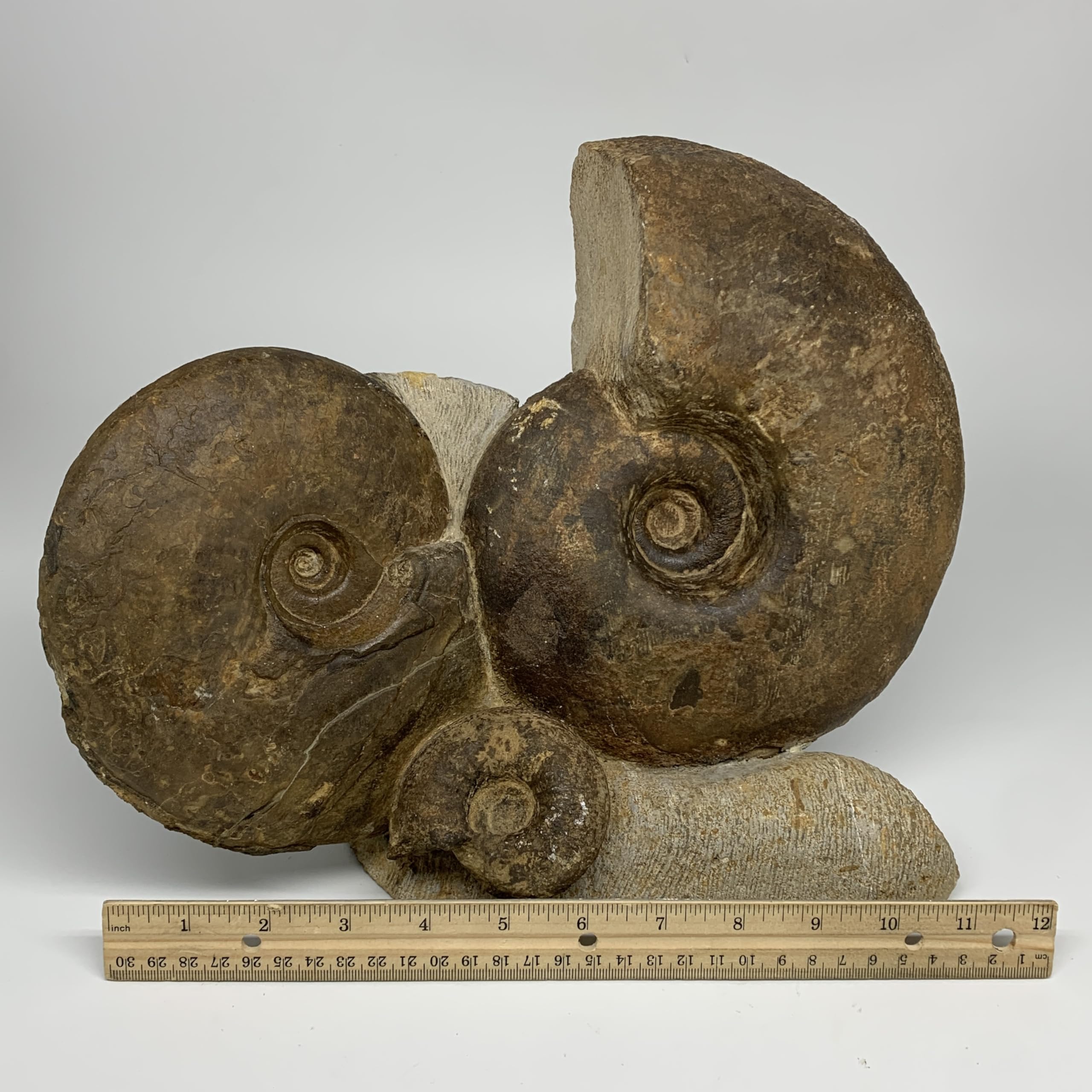 WatanGems 16.6 lbs, 12.5