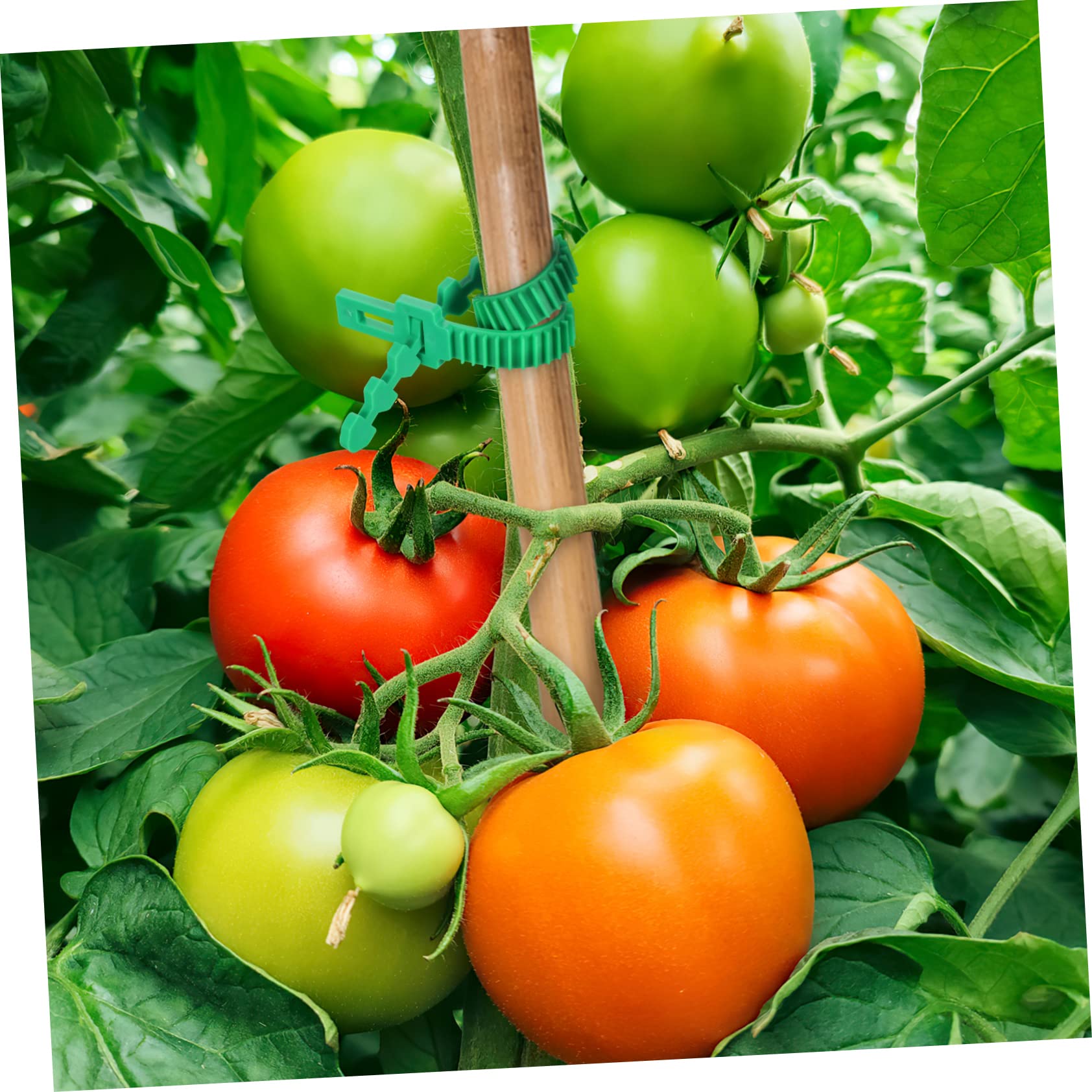 BESPORTBLE 54pièces Attaches De Plantes Réglables Support pour Arbres Et Vignes Lien Et Ajustable pour Fixer Vos Plantes Toute Sécurité
