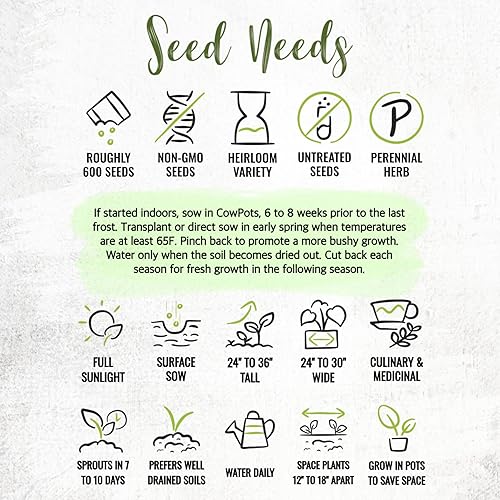 Miniatura 8 de Seed Needs Semillas de menta para plantar un jardín de hierbas para interiores y exteriores, reliquia sin OMG y plantas herbales no tratadas, ideal