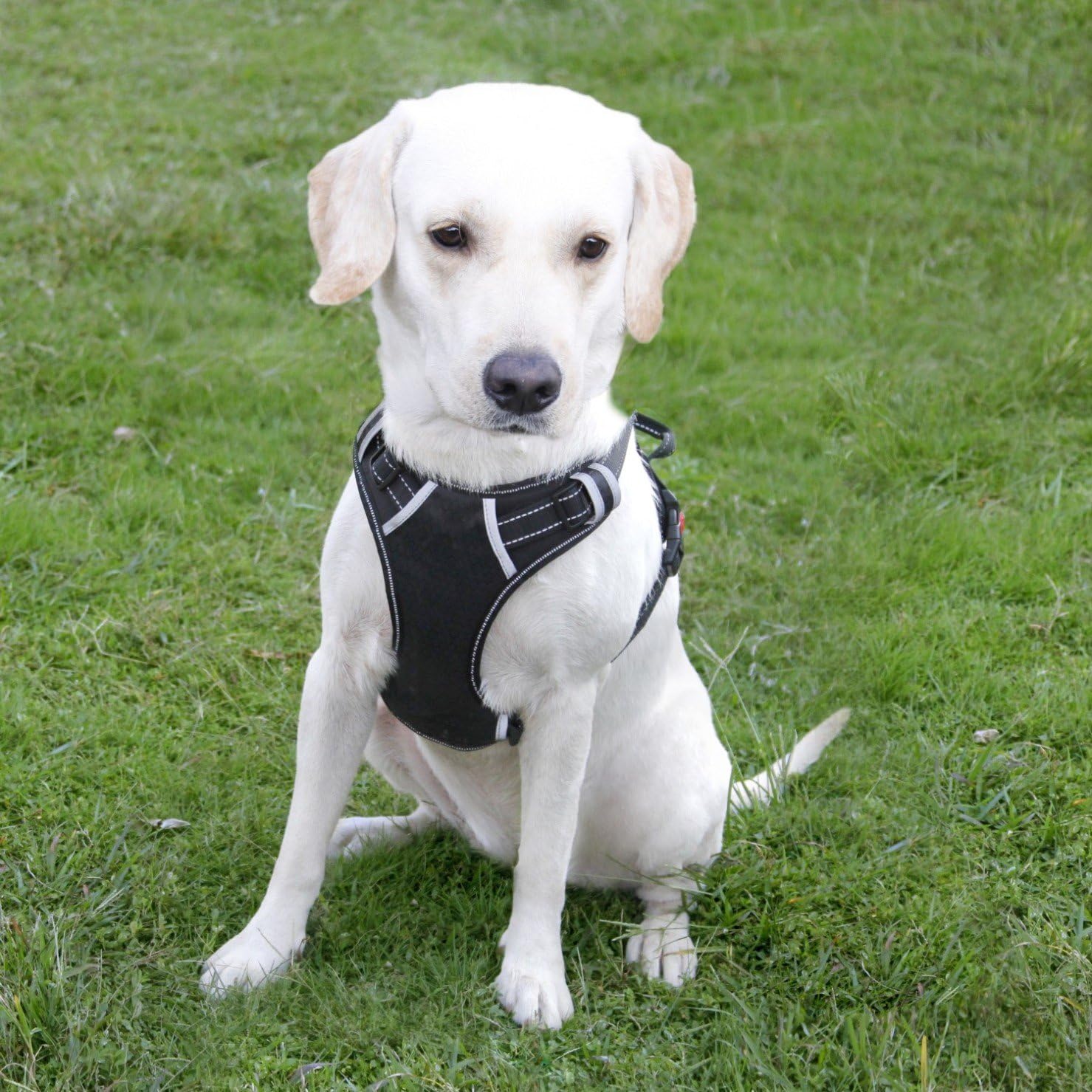 Dog Harness, No Pull Dog Harness, Dog Harness, Adjustable, Outdoor, Pet Vest, 3M Reflective, Oxford Vest for Dogs, Easy Control, for Large Dogs