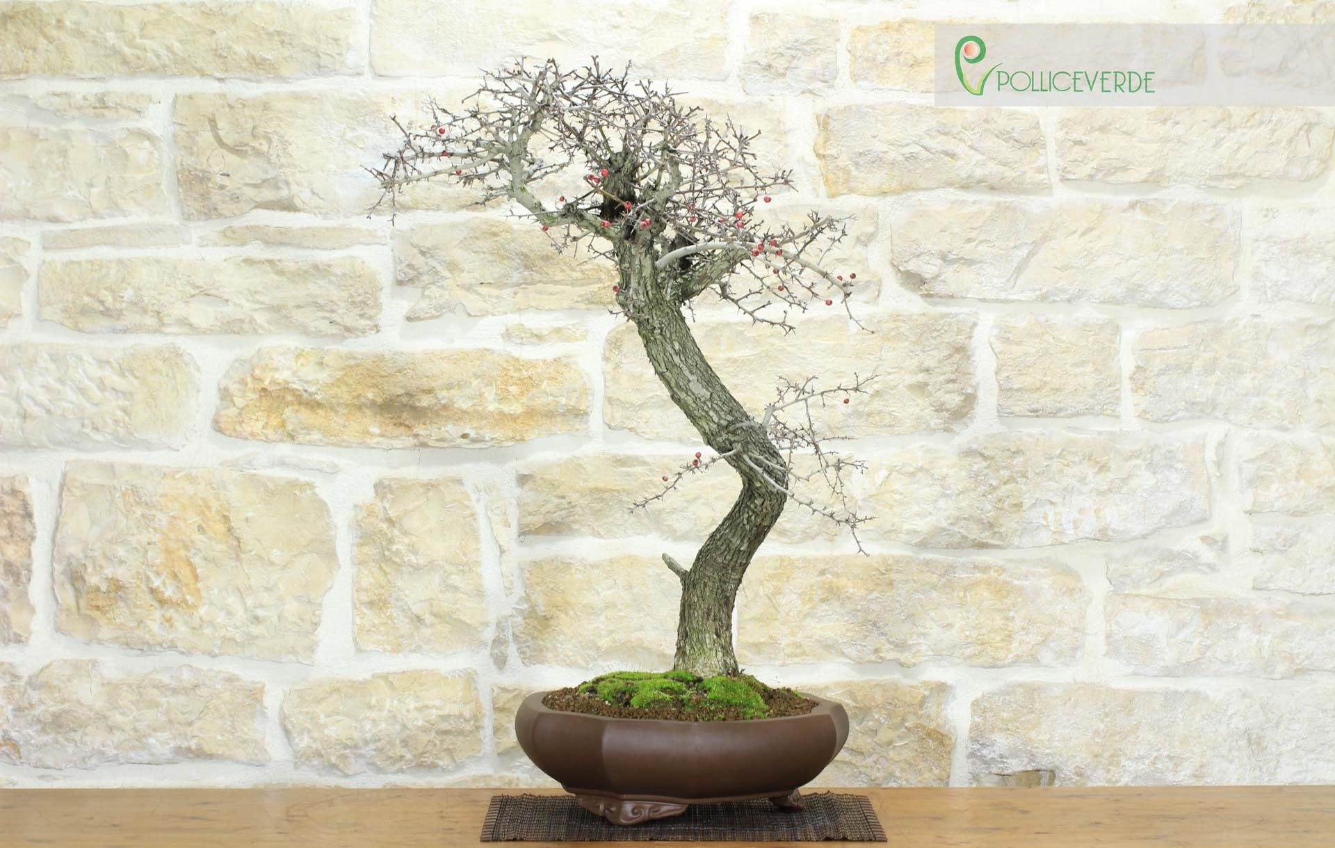 Bonsai di Biancospino (20)