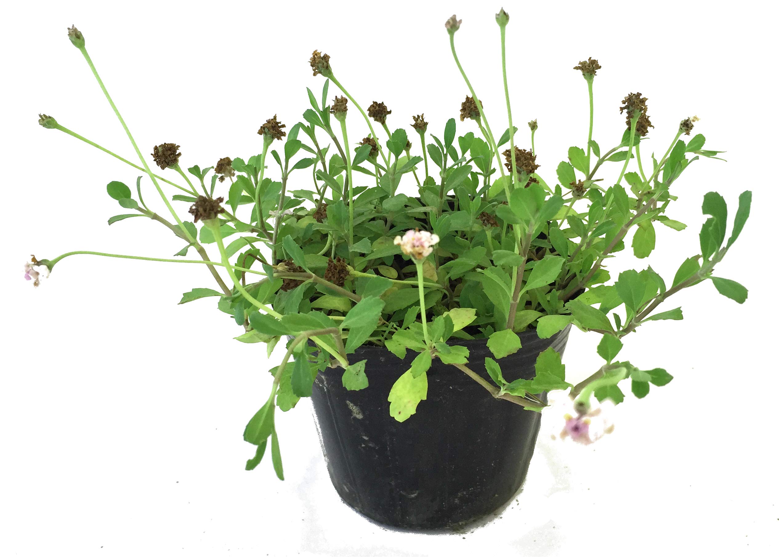 Amazon.co.jp: ヒメイワダレソウ（リピア） 【 10Potセット 】 花苗 