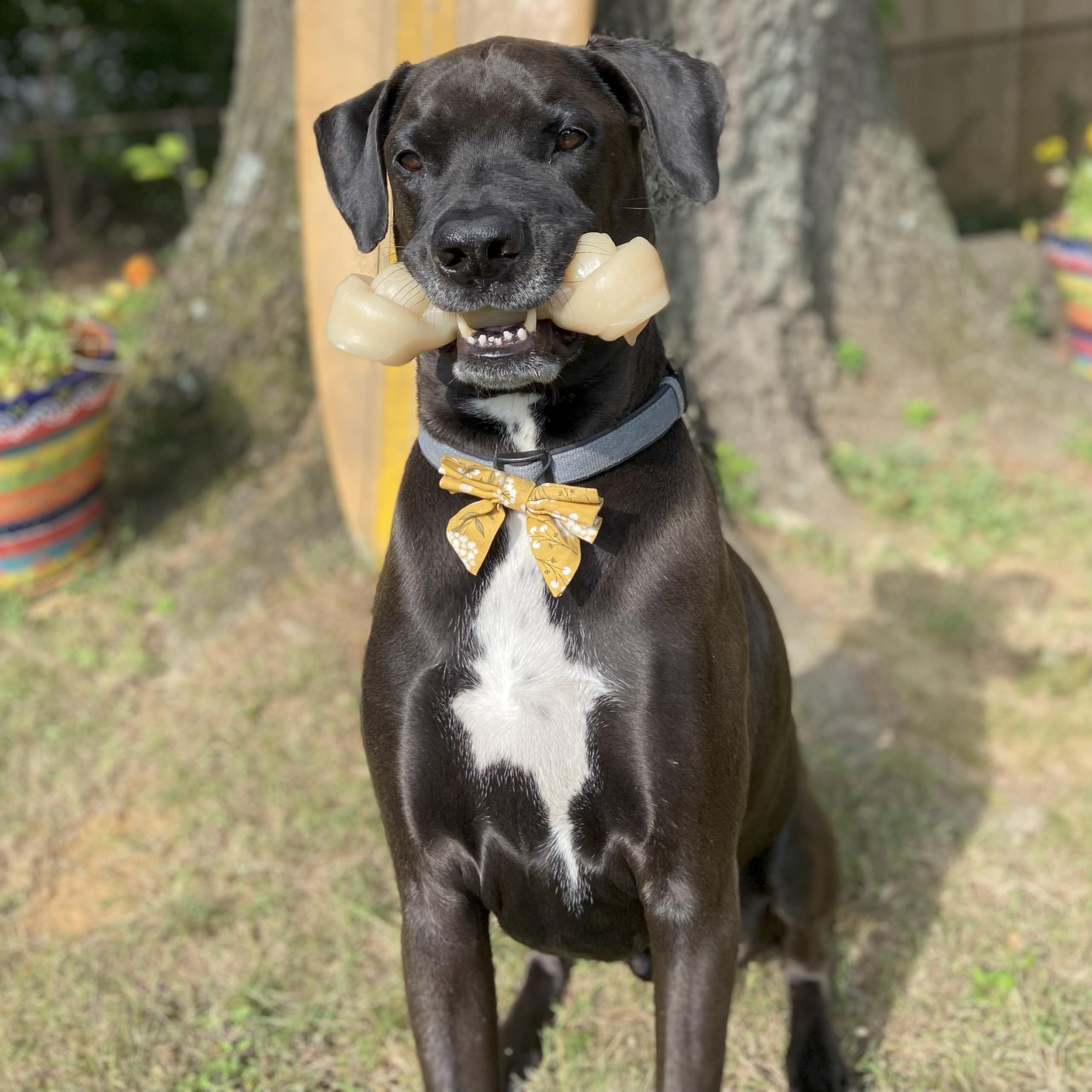 Nylabone Gros Jouet Os à mâcher pour Gros Chiens, Durable