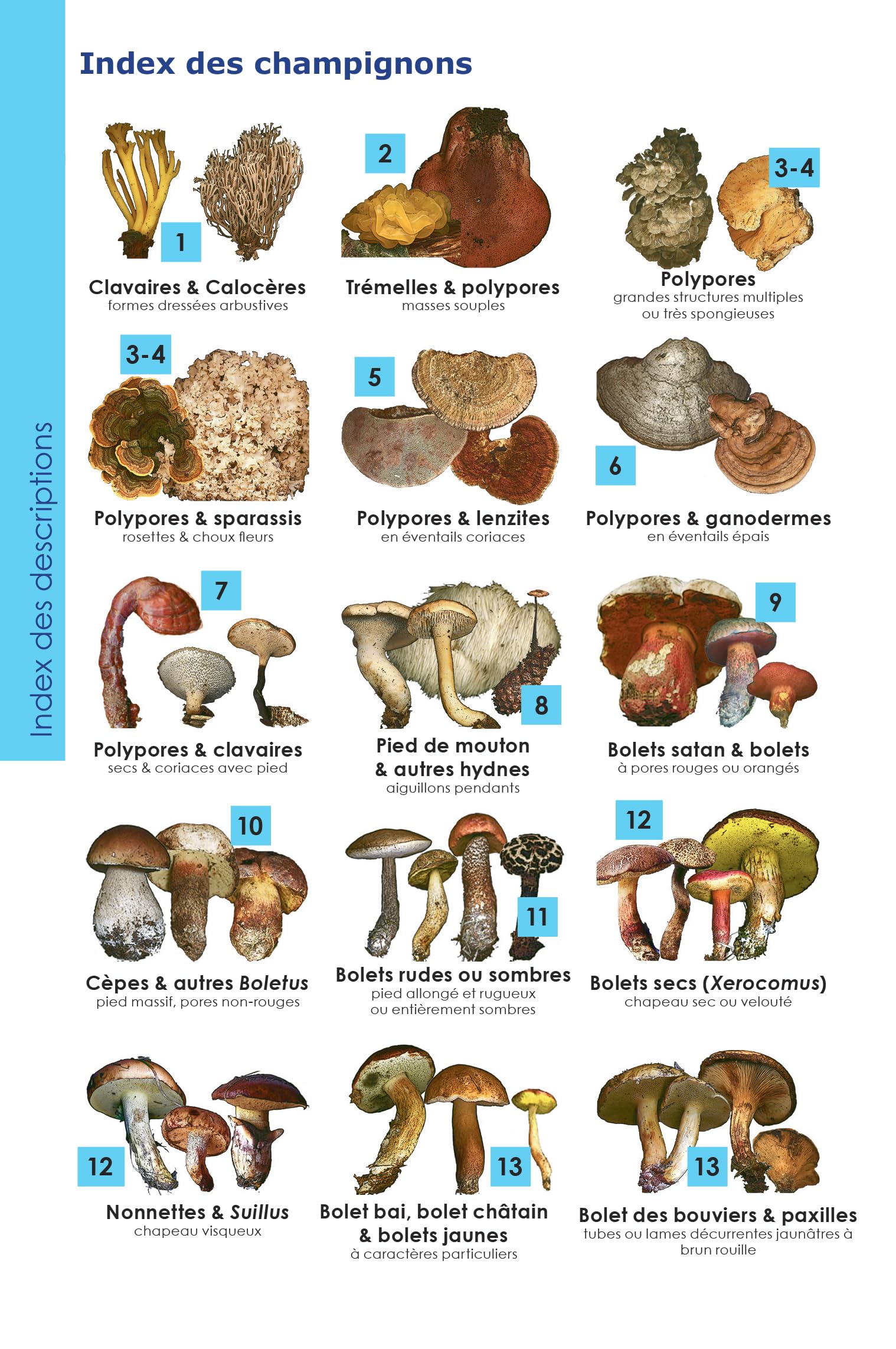 Identifier les champignons: Guide de poche de mycologie officinale