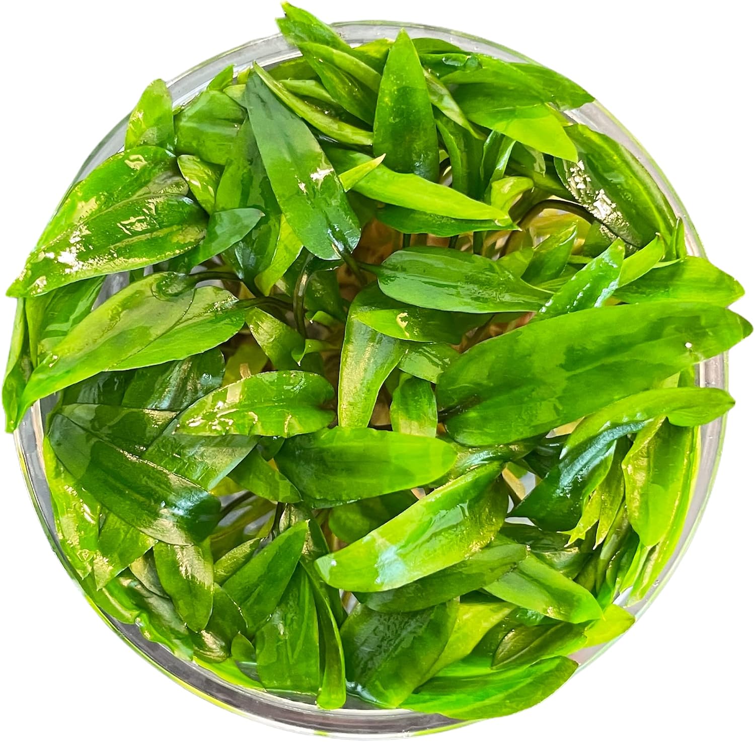 Cryptocoryne Wendtii 'Green' - Tissue Culture Cup | Aquarium Plants Factory
