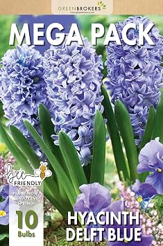 GreenBrokers Hyacinth Spring Flower Bulbs - Delft Blue