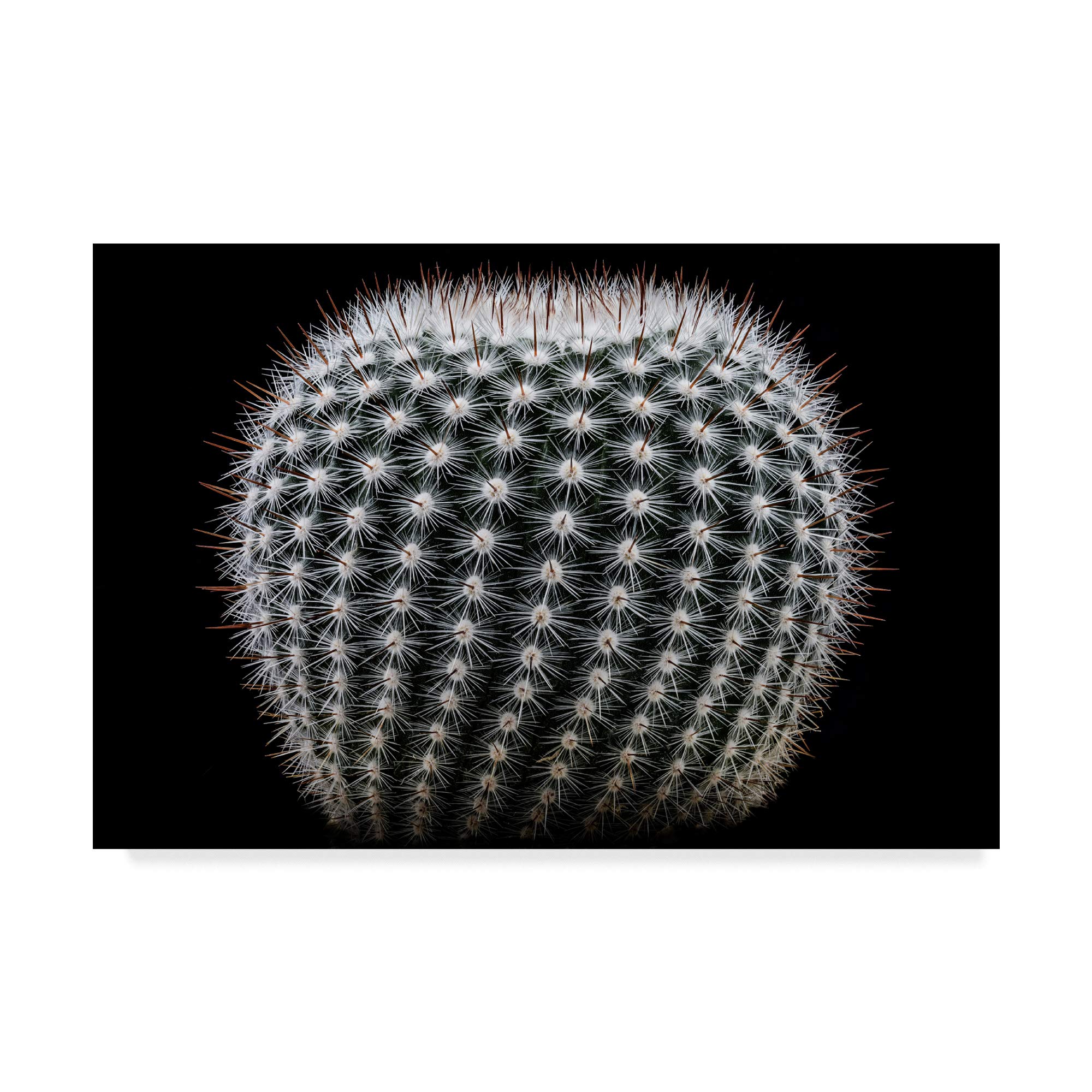Trademark Fine Art Notocactus Scopa Black by Victor Mozqueda, 12x19-Inch, 12x19