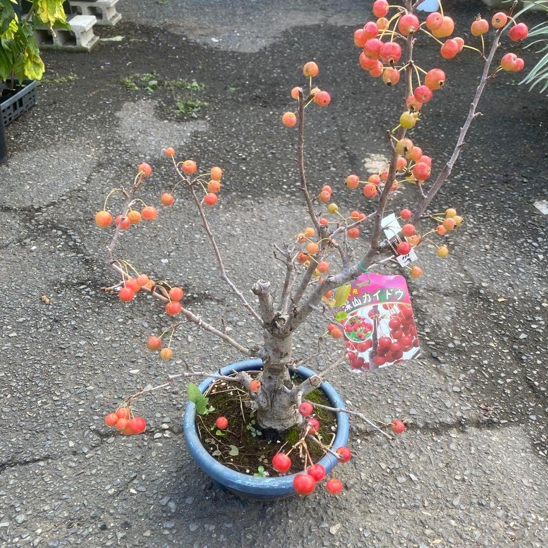 ミヤマカイドウ 盆栽仕立