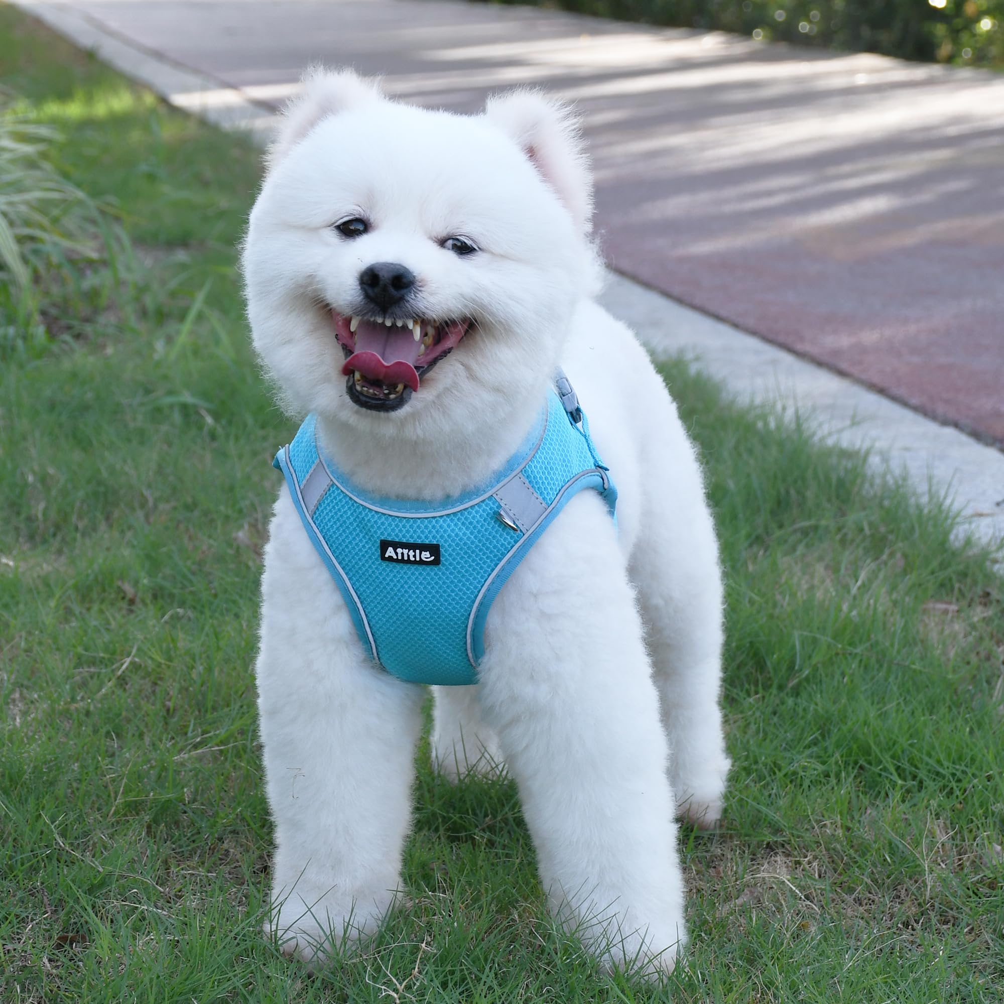 AIITLE Dog Harness No Choke Over, Step in Adjustable Dog Harness with a Leash, Breathable Mesh and Quick-Release Buckle - Image 3