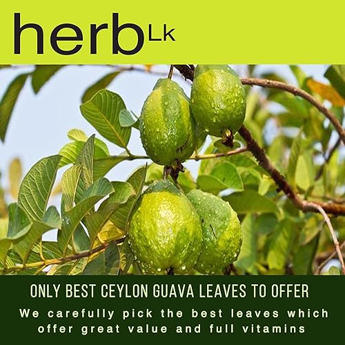 Miniatura 4 de HerbLk Té entero de hojas secas de guayaba, más de 30 hojas (0.5 onzas  0.53 oz) Hojas de guayaba, Psidium Guajava 100% natural delicioso de Sri