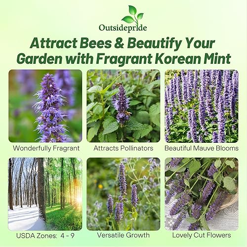 Miniatura 2 de Outsidepride 500 semillas perennes Agastache Purple Korean Mint Flower Seeds para plantar