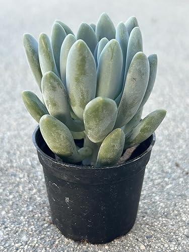 Miniatura 3 de Pachyveria Clavifolia Live Succulent Plant, Fully Rooted in 2 Inch Pot with Soil, Home and Office Decorative or Gift