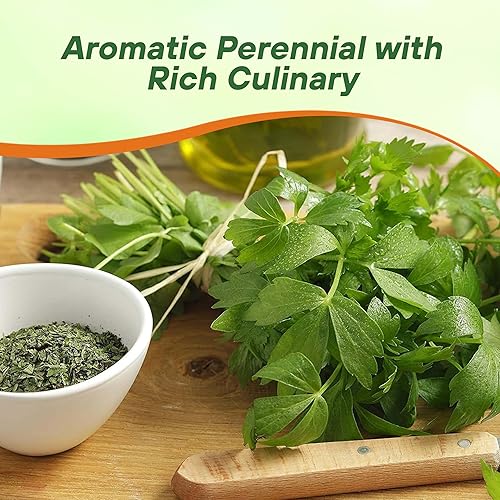 Miniatura 6 de Outsidepride Semillas de verduras Lovage  2000 piezas. Perennes, fáciles de cultivar y tolerantes a la sequía, semillas de hierbas para plantar