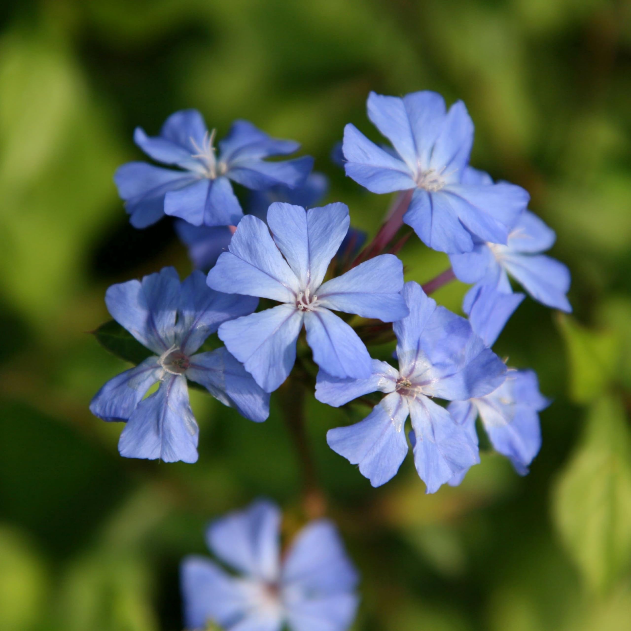 Plant Theory Forest Blue Chinese Plumbago Ceratostigma Willmottianum Shrub Plant 2L Pot