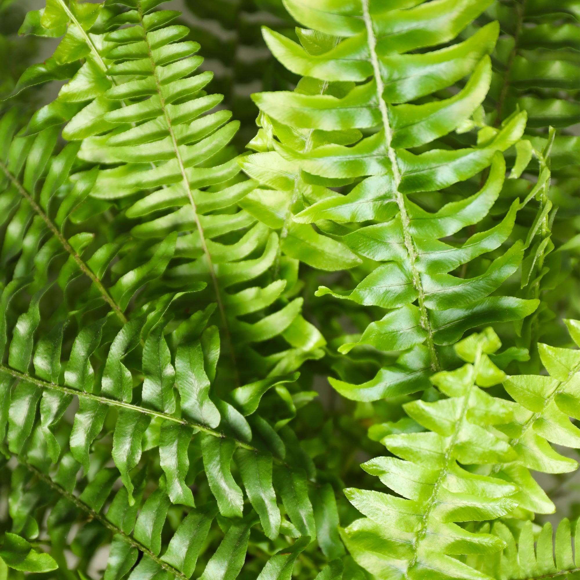 Green boutiQ - Plante d'intérieur - Nephrolepsis exaltata Green Lady - Fougère - Plante amicale pour les animaux - Verte - 1 Plante - Pot 12cm - Hauteur 25cm