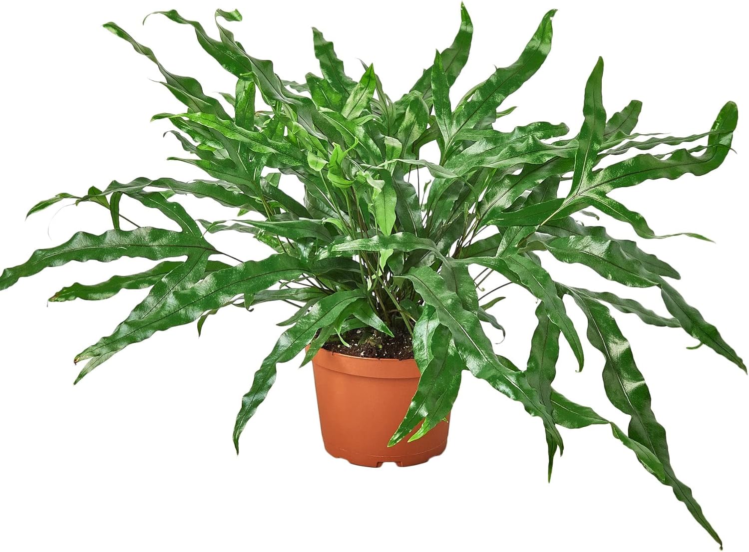 Fern Kangaroo Paw | Live Plant for Indoor & Outdoor | for Living Room, Office, Bathroom | (6" Pot)