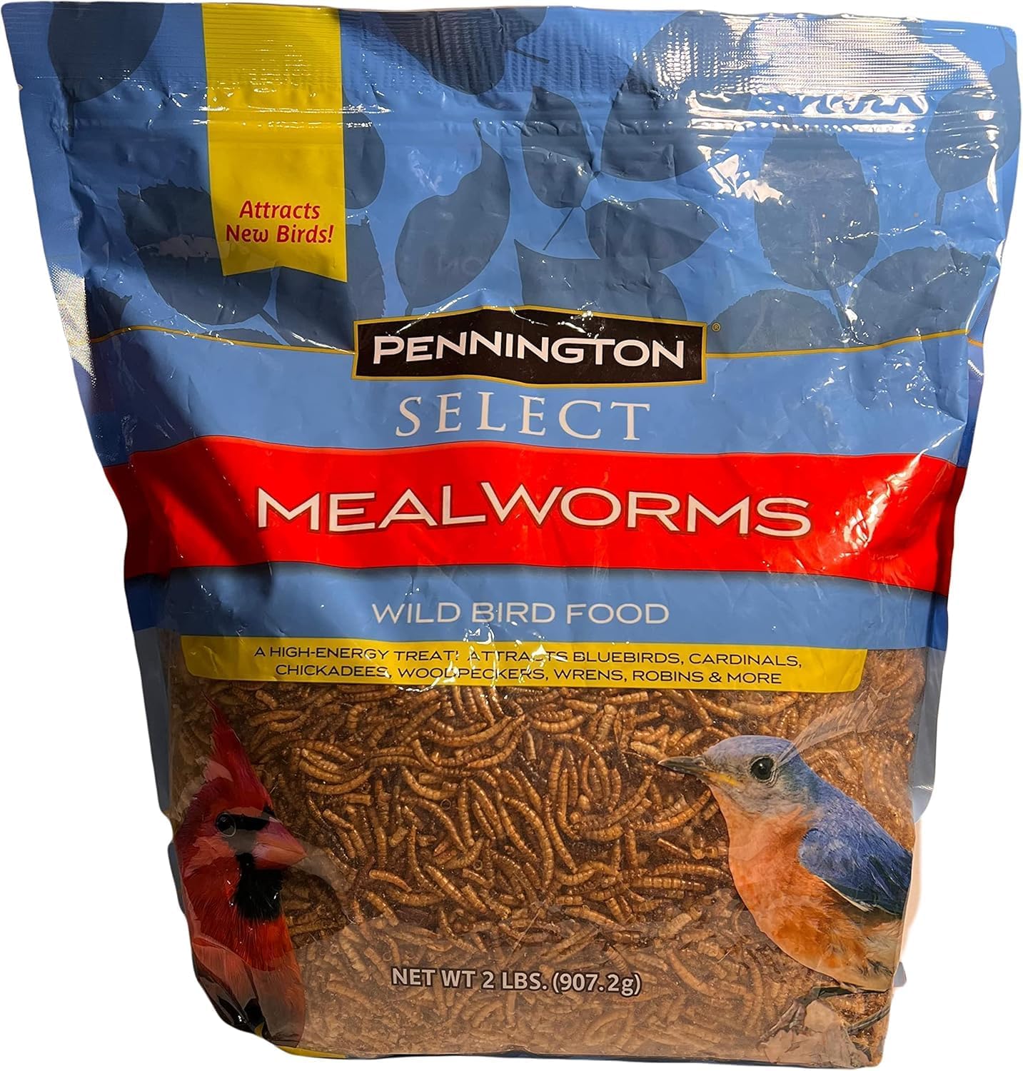 What Bird Seed Attracts Bluebirds: Top Picks to Lure Them Fast