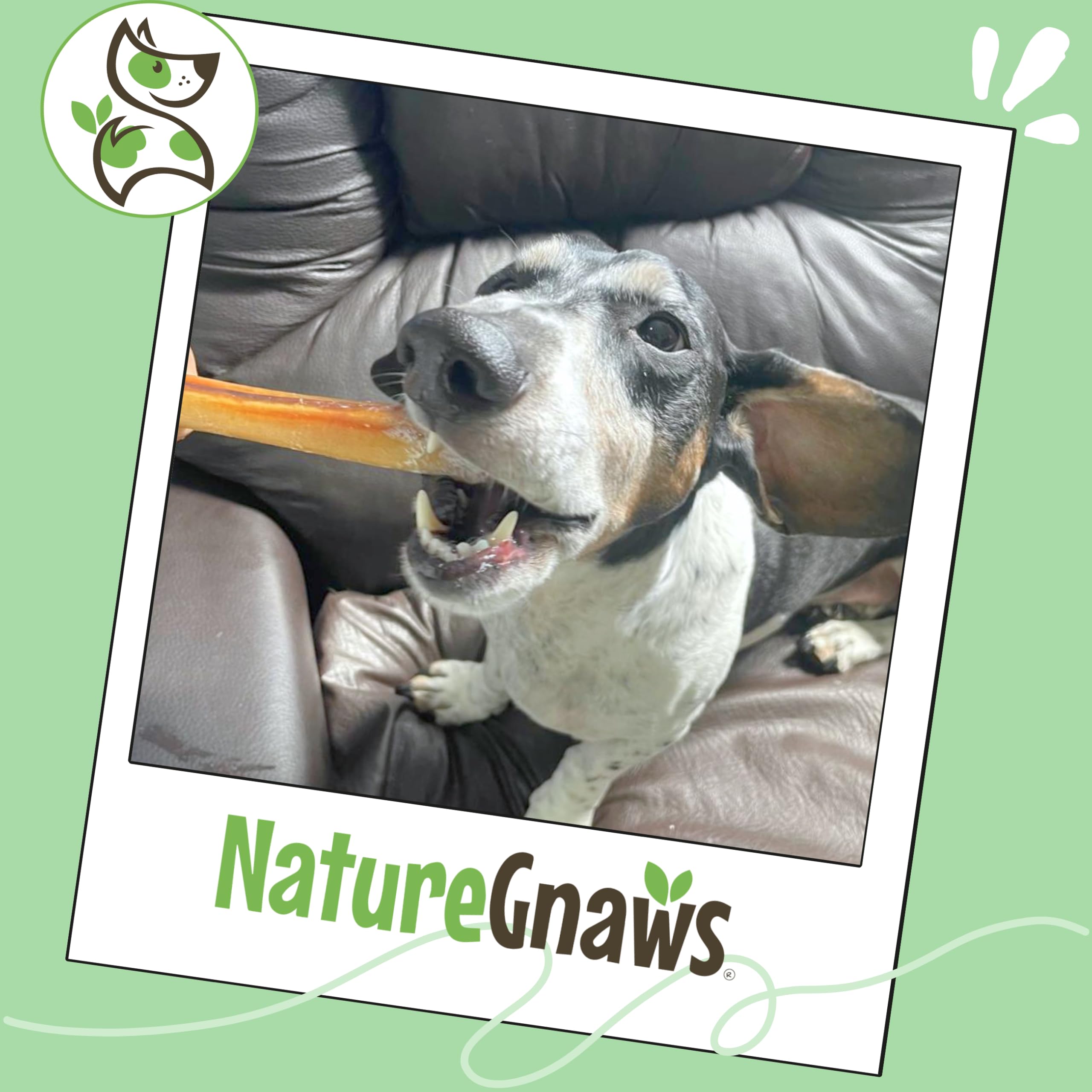 Nature Gnaws Small Bully Sticks for Dogs - Premium Natural Beef Bones - Thin Long Lasting Dog Chew Treats for Light Chewer...