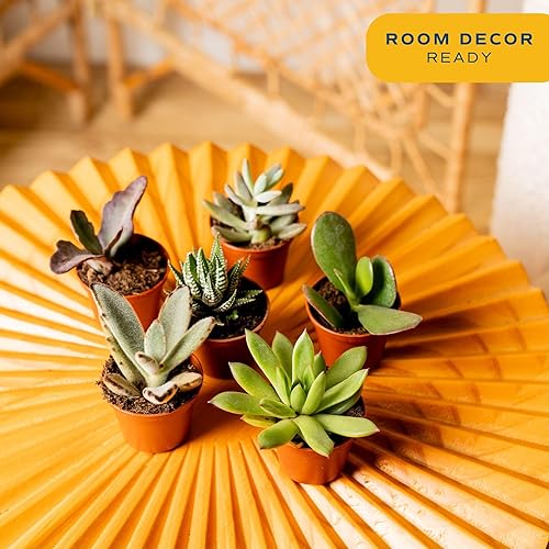 Miniatura 2 de Costa Farms Mini plantas suculentas vivas en macetas de plástico, suculentas de interior fáciles de mantener, plantas de interior para decoración