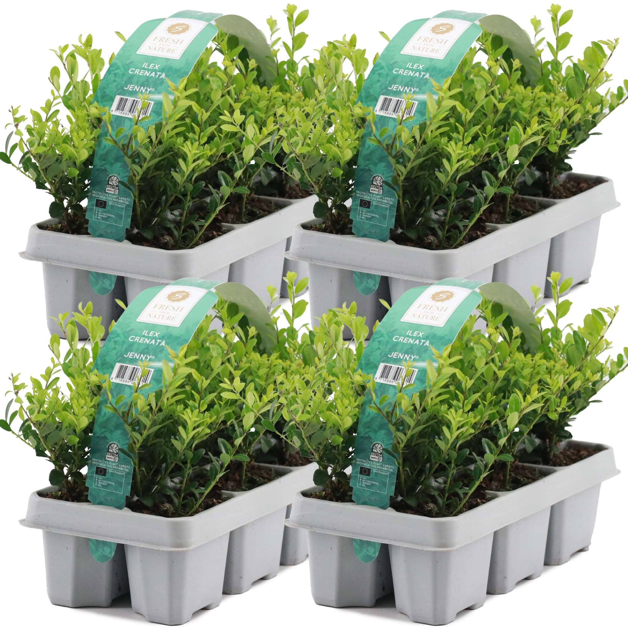 GardenersDream 24X Ilex Crenata 'Jenny' – Plantes de Haie Persistantes, Robustes et Faciles d’Entretien – Arbustes pour Bordures et Topiaires Toute l’Année