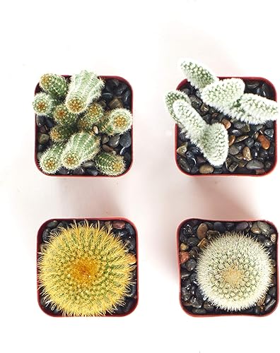 Miniatura 2 de Shop Succulents Colección Cool Cactus de plantas suculentas vivas, paquete variado seleccionado a mano de cactus  Colección de 4