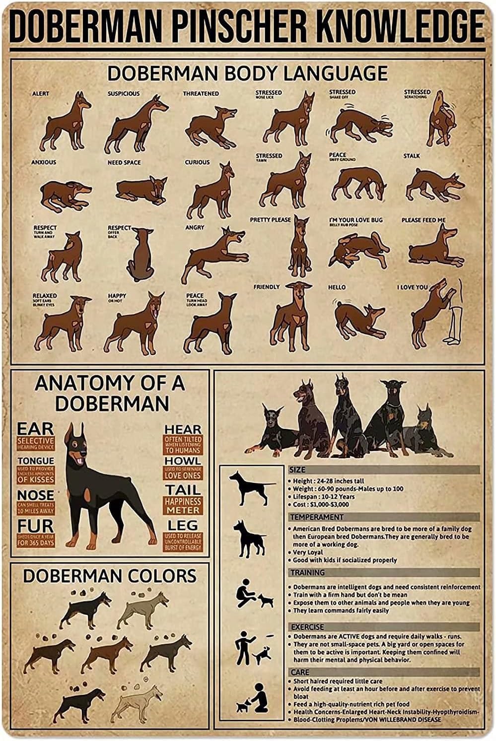 Doberman Pinscher Knowledge Metal Tin Sign Anatomy Of A Doberman Retro Printing Poster Man Caves, Home Bars, and Pub Settings - 12x8 Inches, ZJTP25