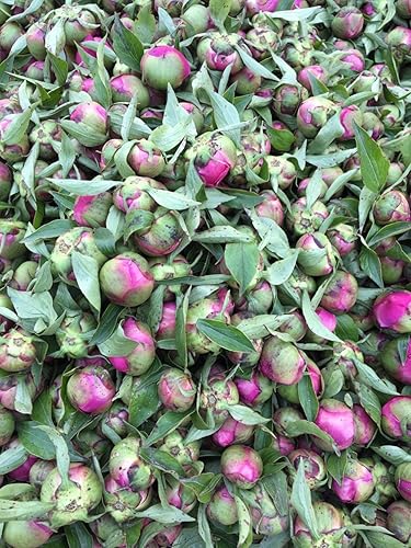 Miniatura 4 de TooGet Bola de peonía fragante Paeonia lactiflora flores secas naturales de peonía al por mayor, grado superior - 4 onzas