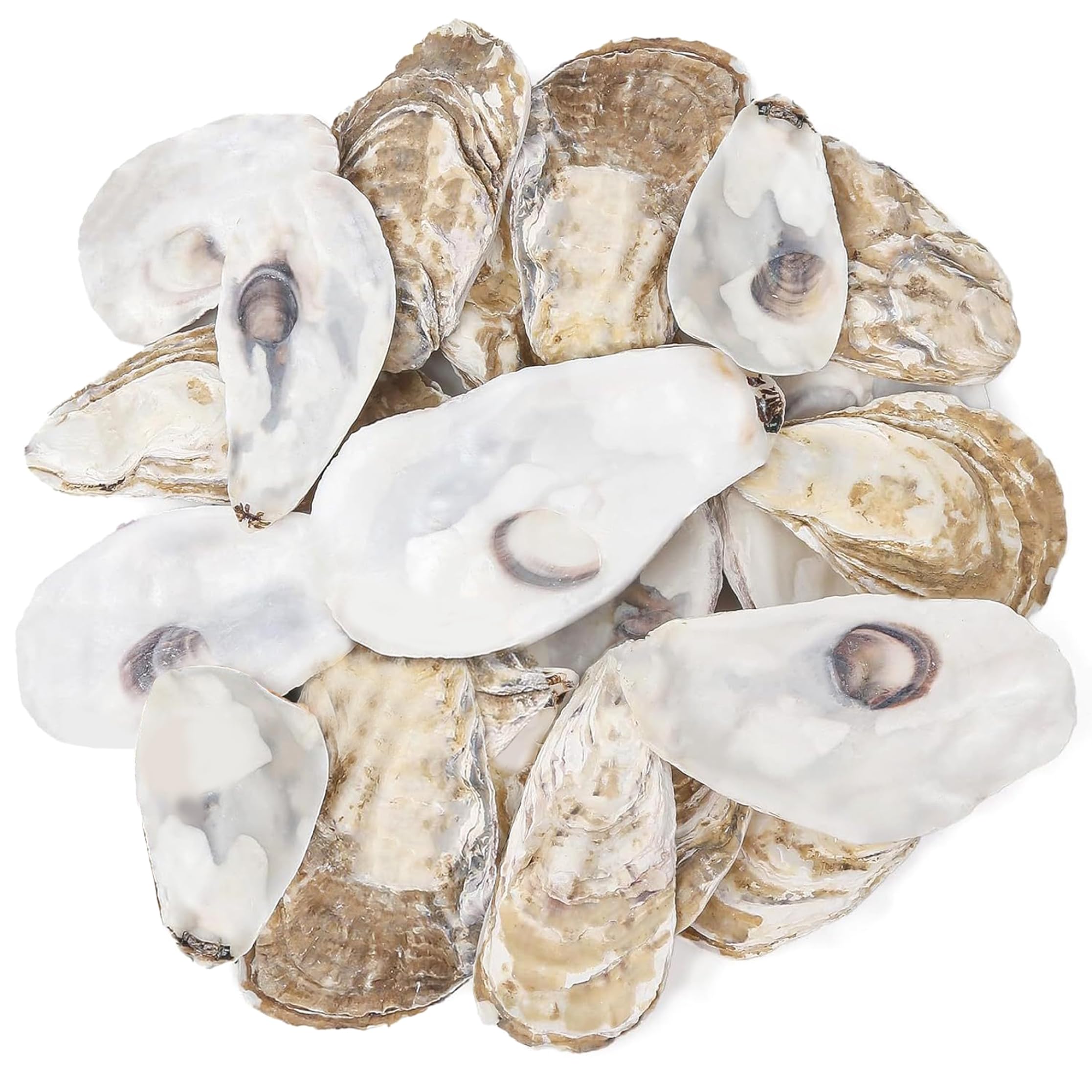 Grtheenumb oyster shells, Oyster Shells For Crafts, 20pcs Large For Crafts, Natural Flat & Concave Sea Diy, Decor, 3.94-5.51 Inch